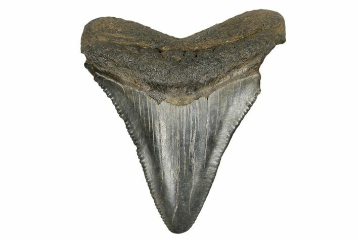 Serrated, Juvenile Megalodon Tooth - South Carolina #183142